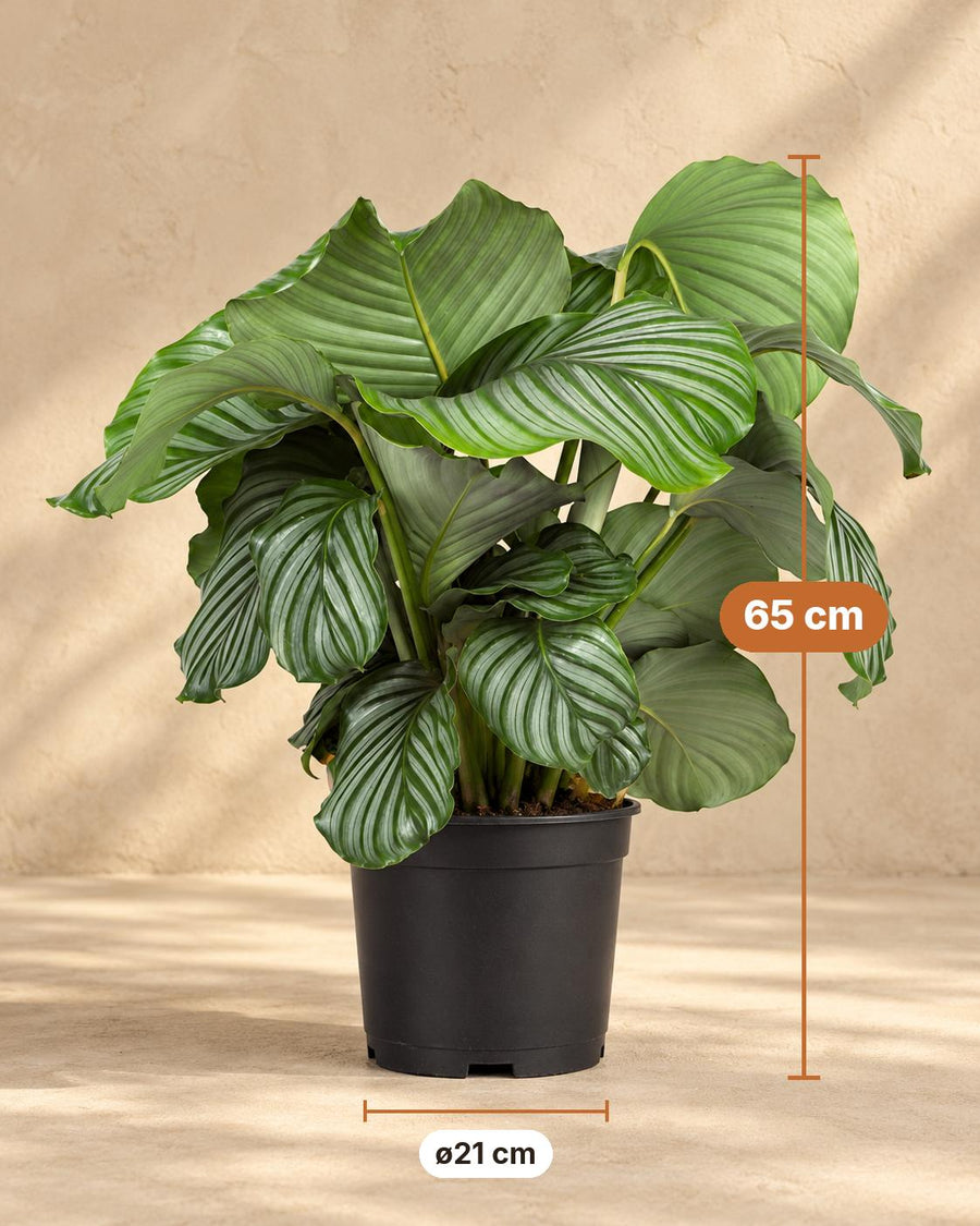 Calathea orbifolia 65 cm hoog, pot ø21 cm