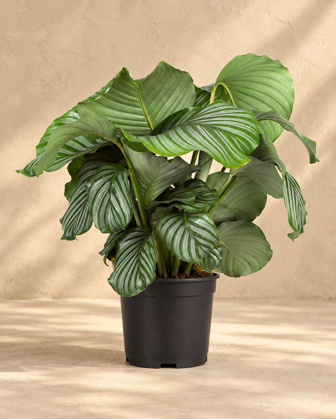 Calathea orbifolia