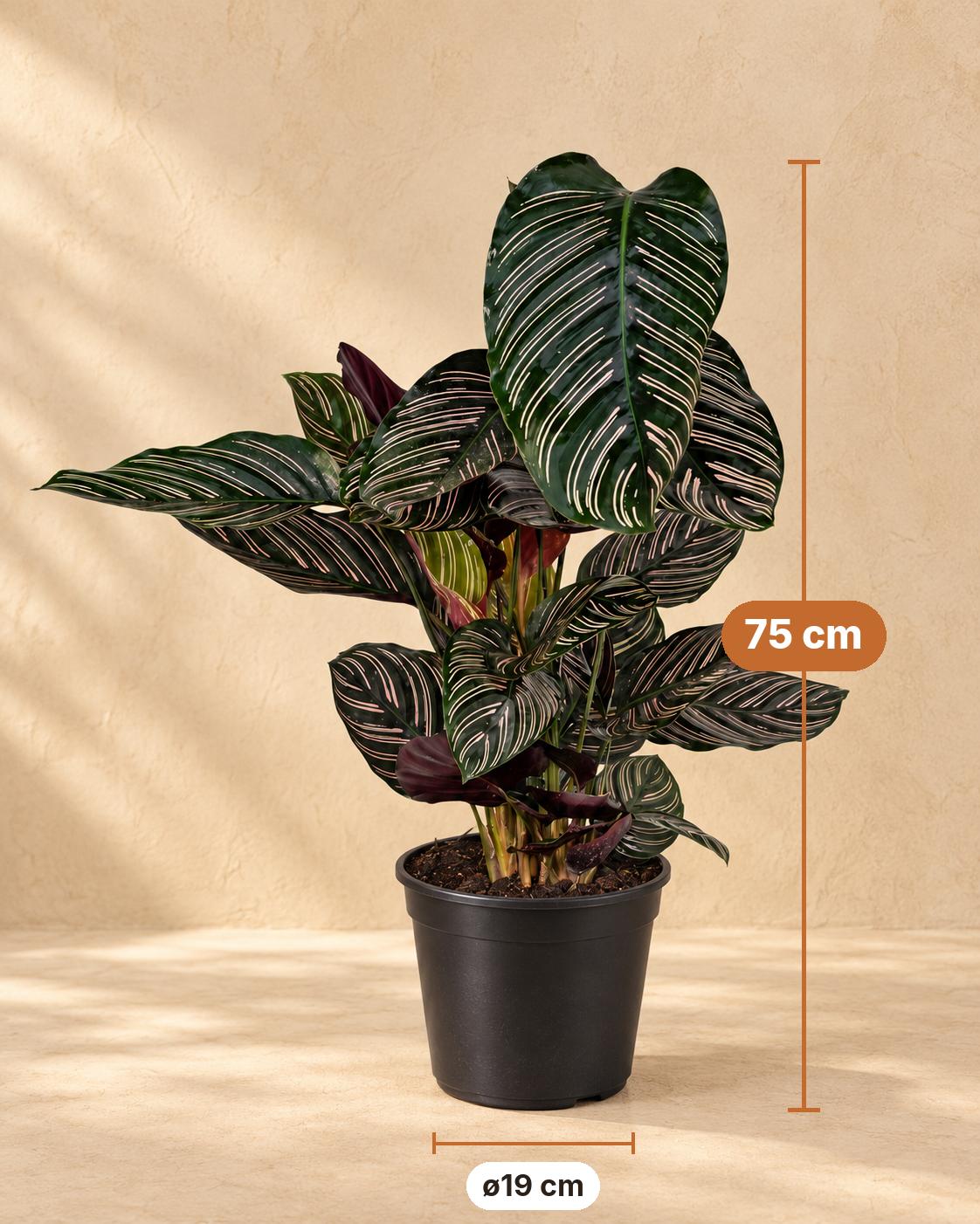 Kalatea 75 cm wysokości, doniczka ø19 cm