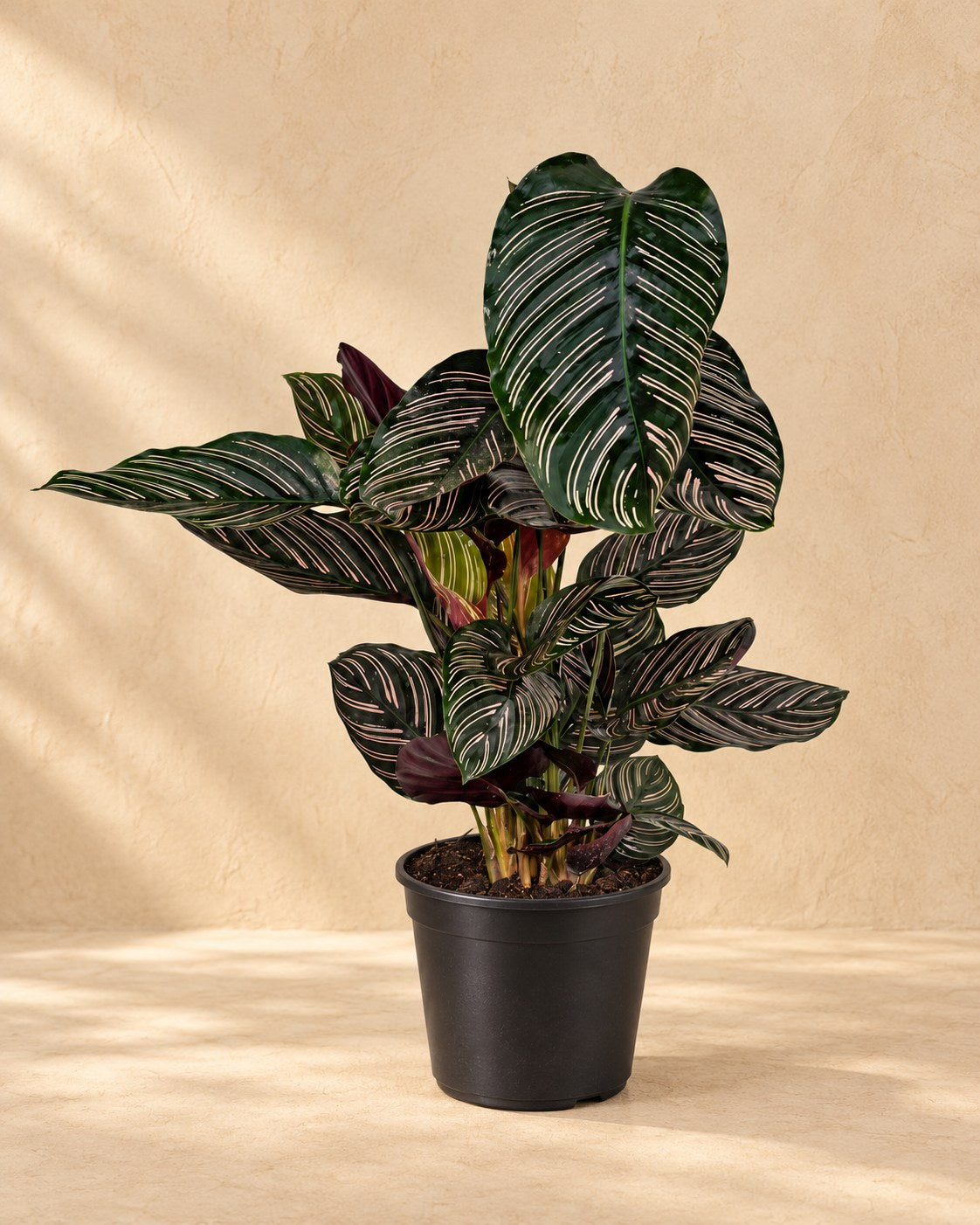 Korbmarante 75 cm hoch, Topf ø19 cm