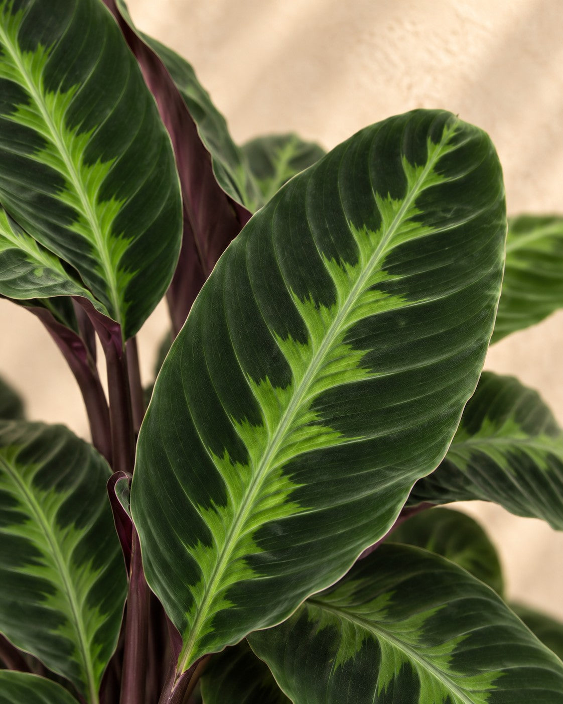 Nærbillede af bladene på Calathea Warscewiczii