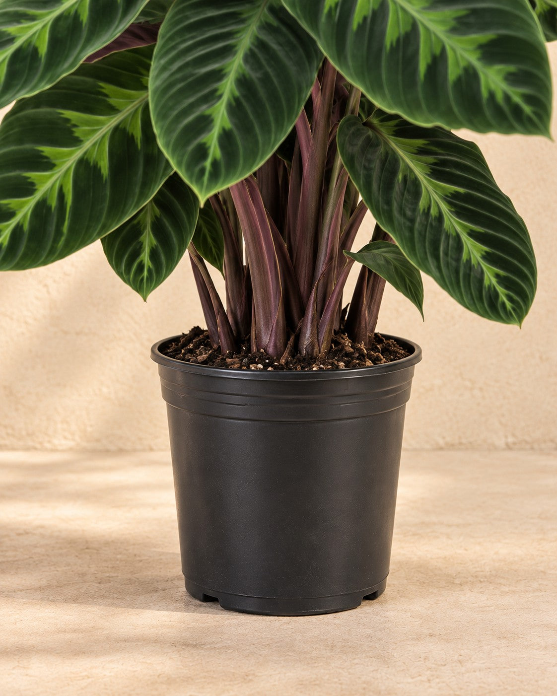 Nederste del af Calathea Warscewiczii med dyrkningspotten