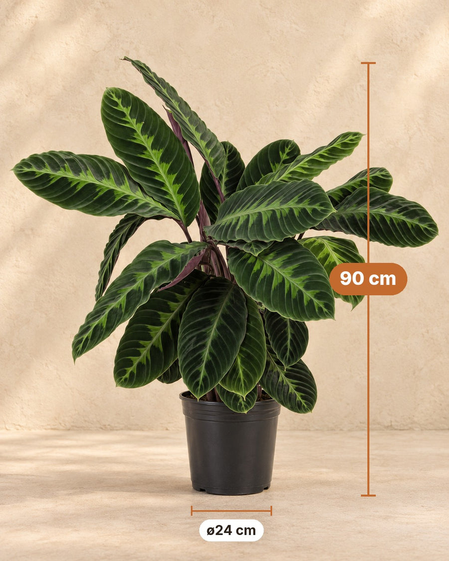Calathea Warscewiczii Ø24 90cm - ø24