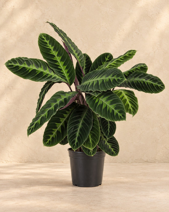 Calathea Warscewiczii, 90 cm høj i en 24 cm dyrkningspotte