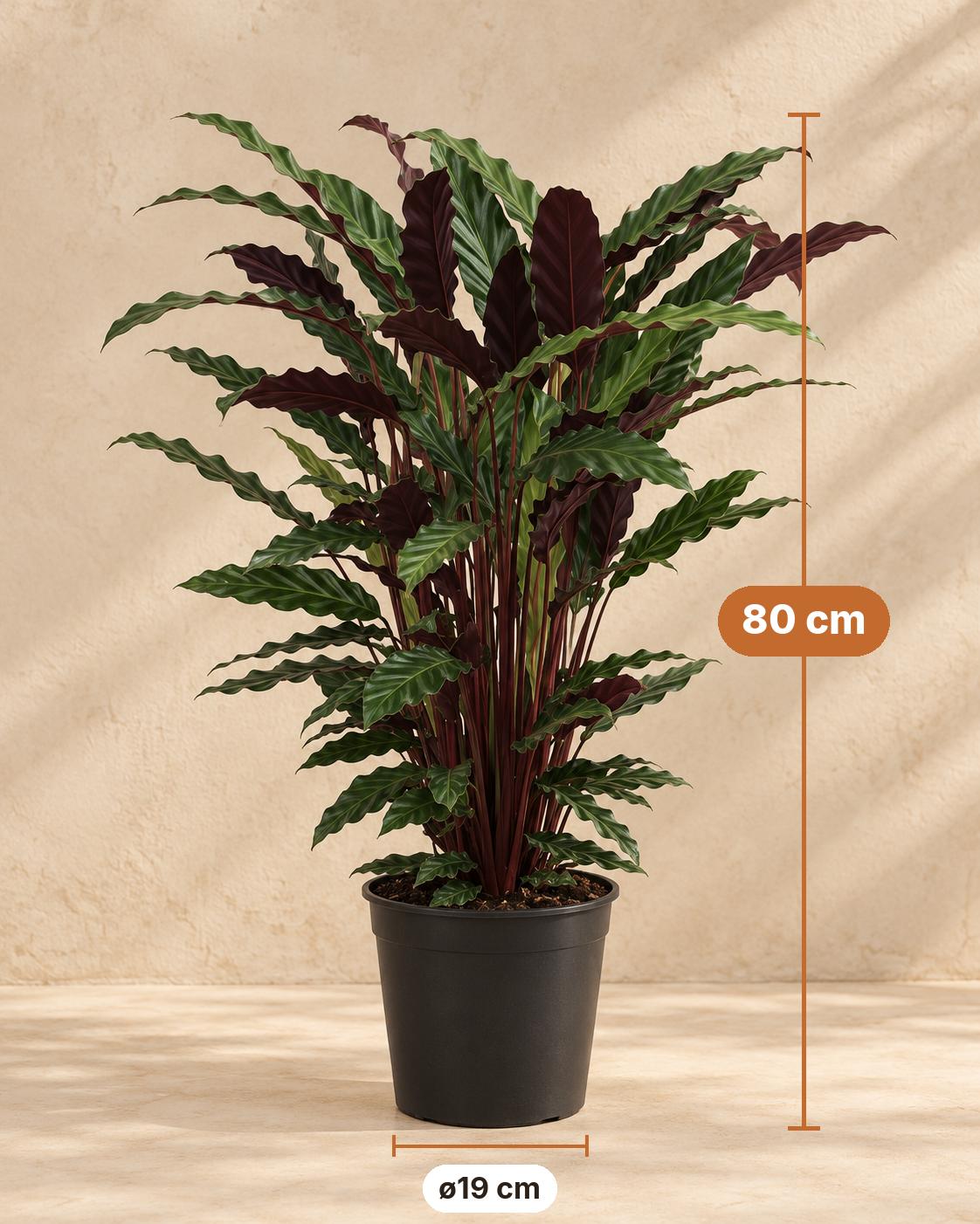 Pauwenplant (Calathea rufibarba 'Wavestar'), 80 cm hoog, pot ø19 cm