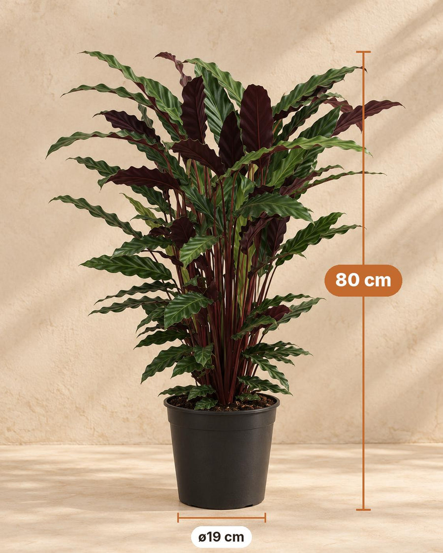 Pauwenplant (Calathea rufibarba 'Wavestar') 80 cm hoog, pot ø19 cm