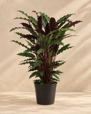 Pauwenplant (Calathea rufibarba 'Wavestar')