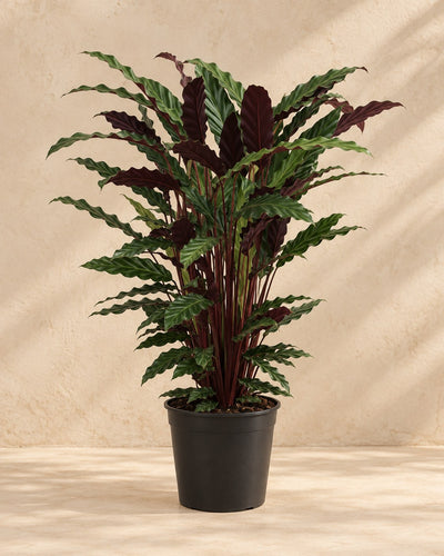 Pauwenplant (Calathea rufibarba 'Wavestar')