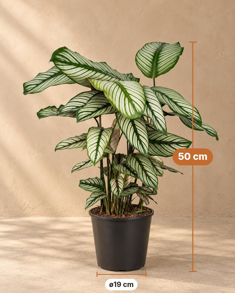 Korbmarante (Calathea majestica 'Whitestar') 50 cm hoch, Topf ø19 cm