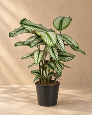 Korbmarante 50 cm hoch, Topf ø19 cm