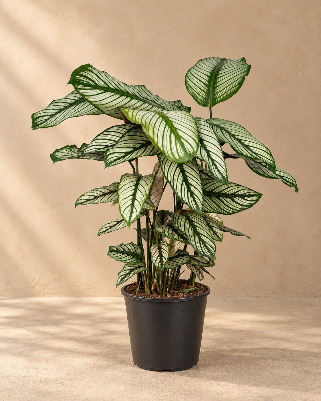 Korbmarante 50 cm hoch, Topf ø19 cm