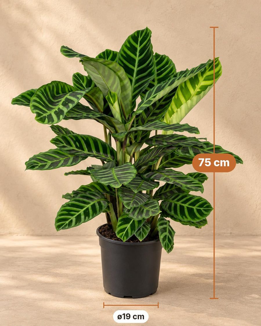 Calatea zebra (Calathea zebrina) alta 75 cm, vaso ø19 cm