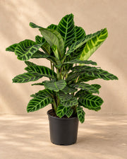 Calatea zebra alta 75 cm, vaso ø19 cm