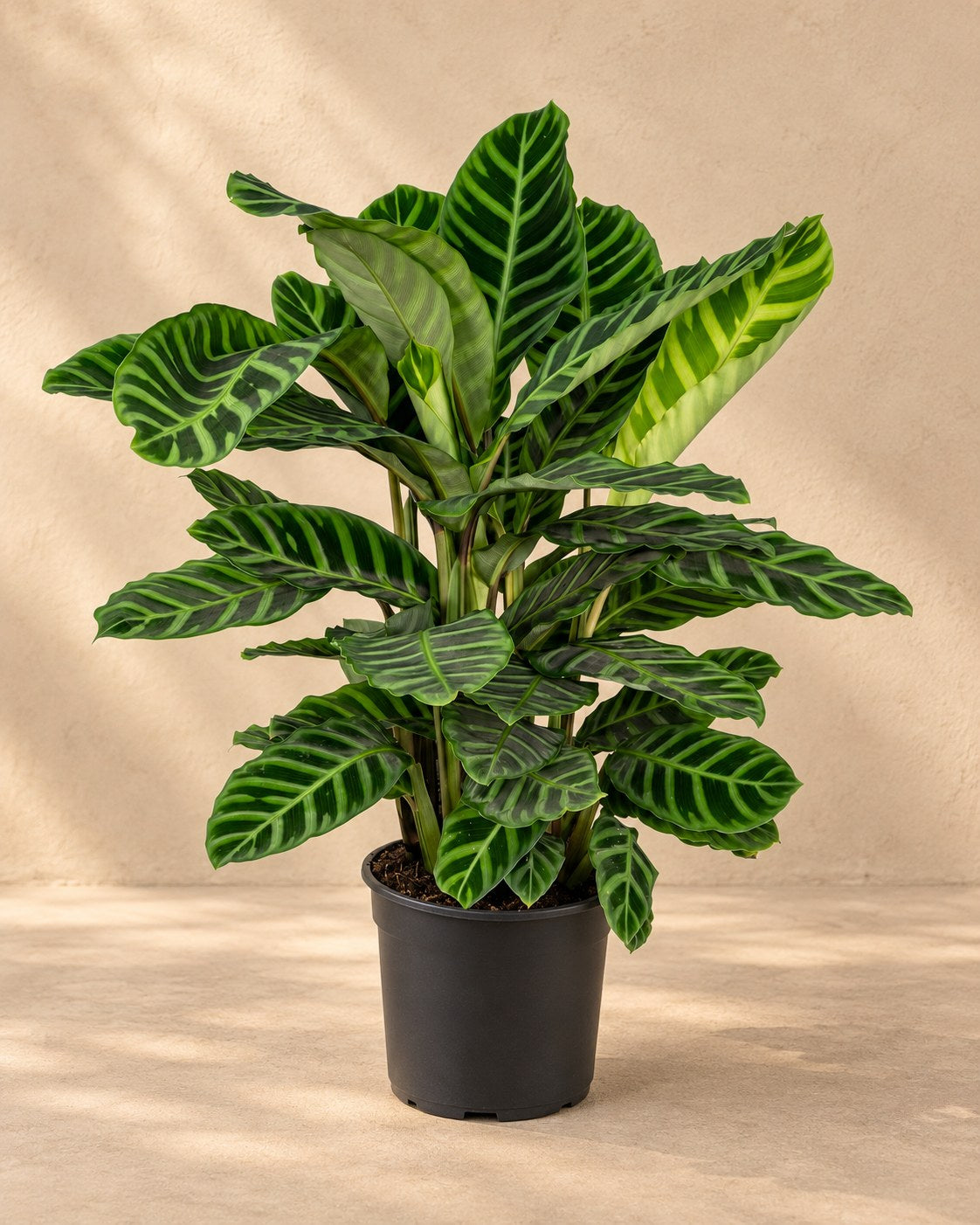 Calatea zebra alta 75 cm, vaso ø19 cm