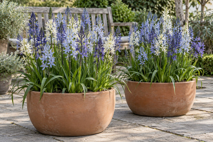 Camassiabollen Leichtlinii mix (Camassia)