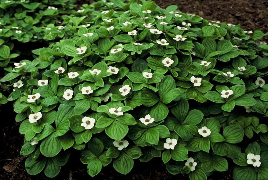 Bunchberry in the garden