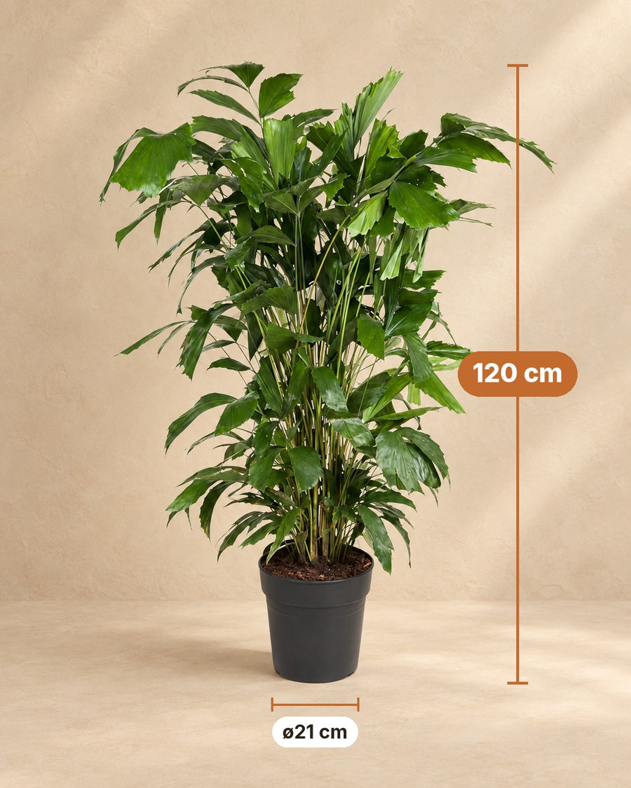 Caryota mitis