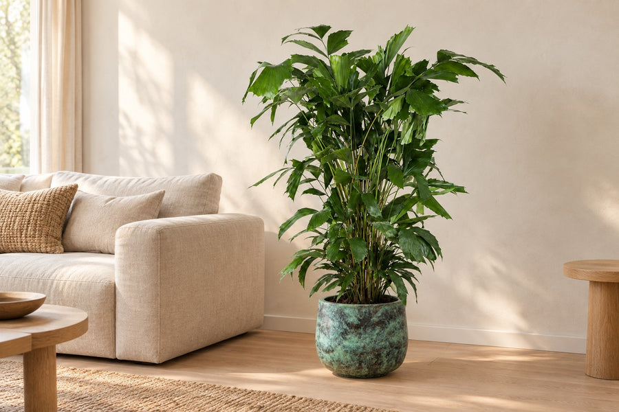 Caryota mitis