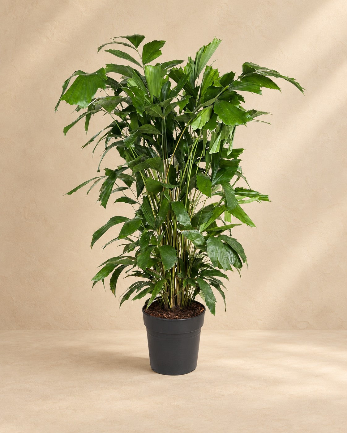 Caryota mitis, 120 cm hög i en 21 cm odlingskruka