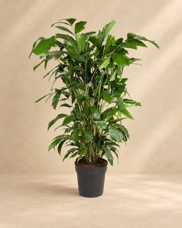 Caryota Mitis