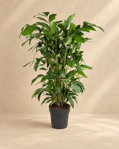 Caryota mitis, 120 cm hög i en 21 cm odlingskruka