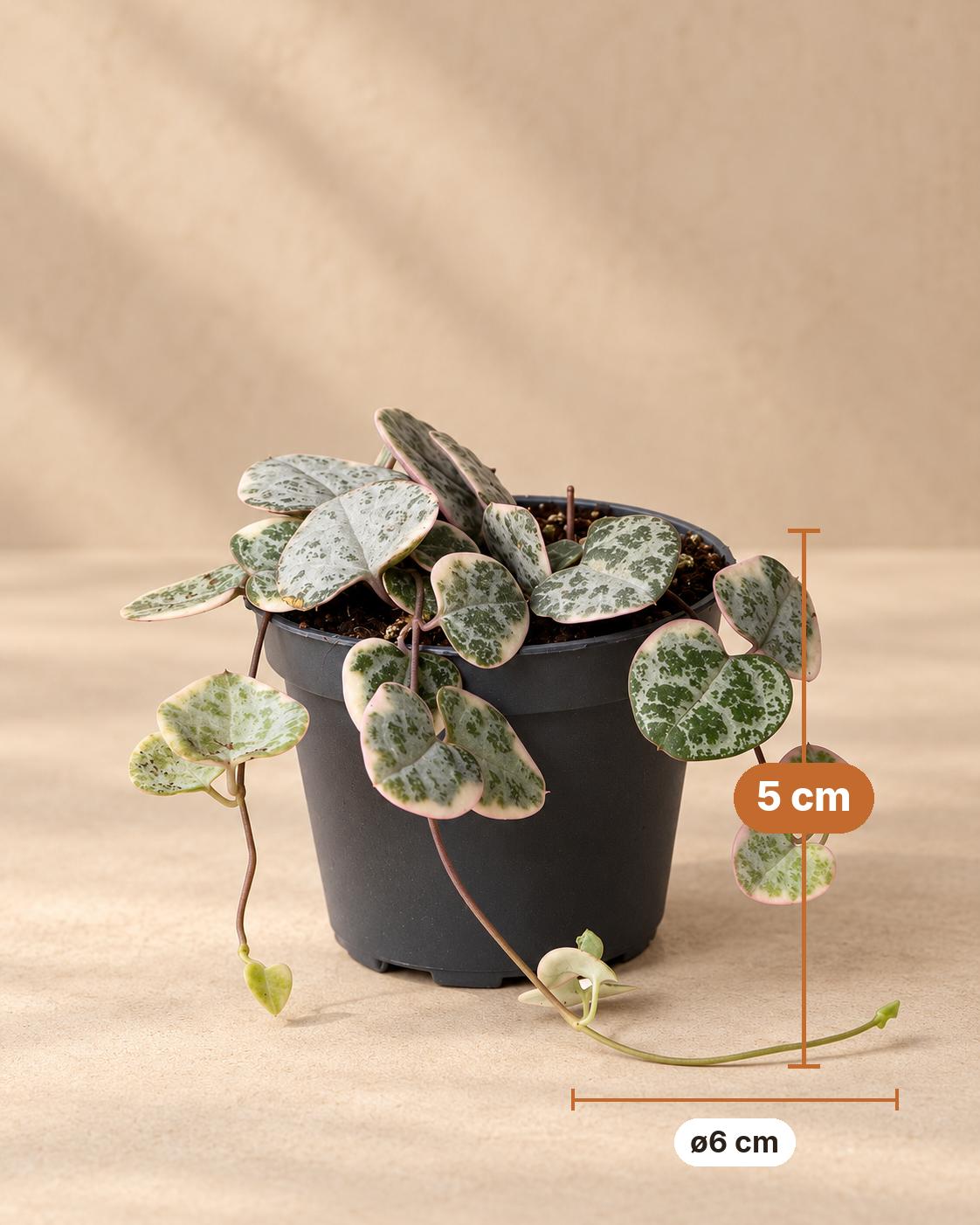 Bonte hartjesplant (Ceropegia woodii 'Variegata'), 5 cm hoog, pot ø6 cm