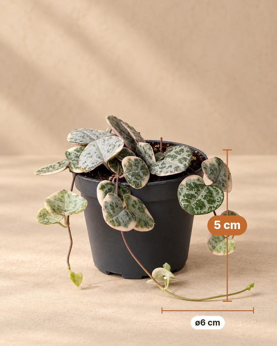 Bonte hartjesplant (Ceropegia woodii 'Variegata') 5 cm hoog, pot ø6 cm