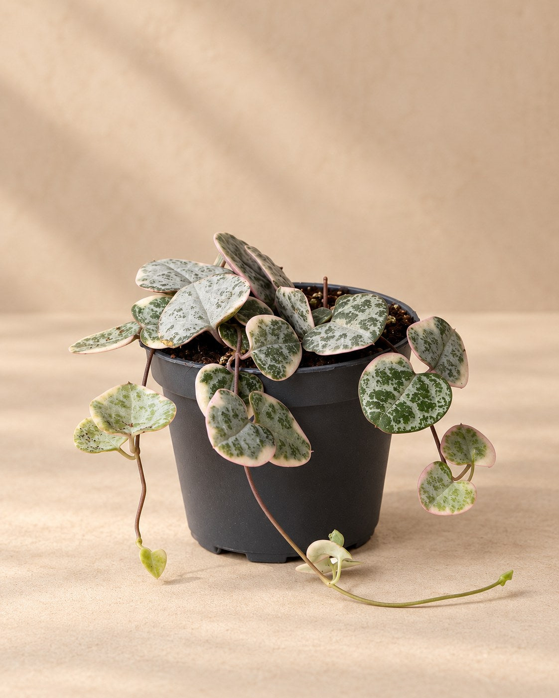 Bonte hartjesplant (Ceropegia woodii 'Variegata')