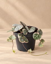 Bonte hartjesplant (Ceropegia woodii 'Variegata')