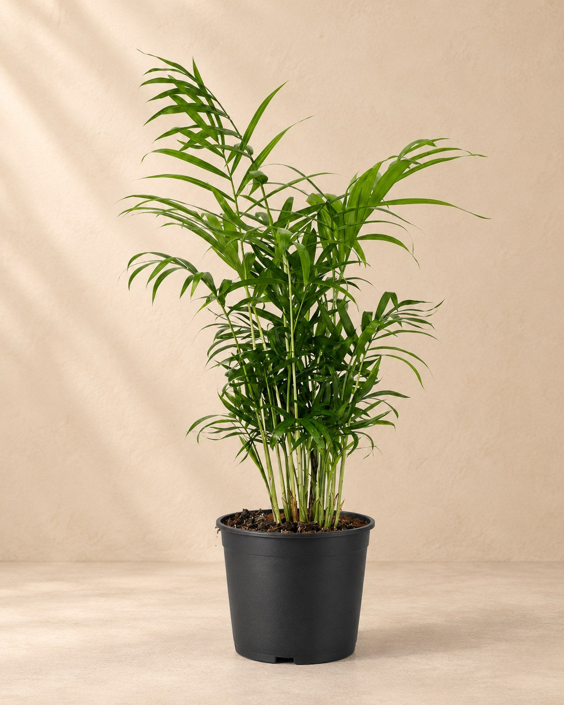 Mexicaanse bergpalm (Chamaedorea elegans)