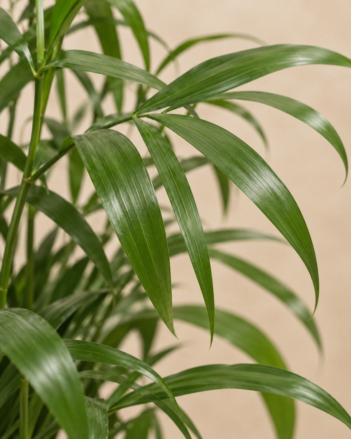 Gros plan sur les feuilles de Chamaedorea seifrizii