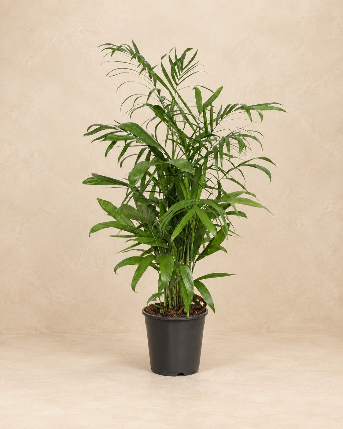 Chamaedorea seifrizii, 140 cm de haut en pot de culture de 27 cm