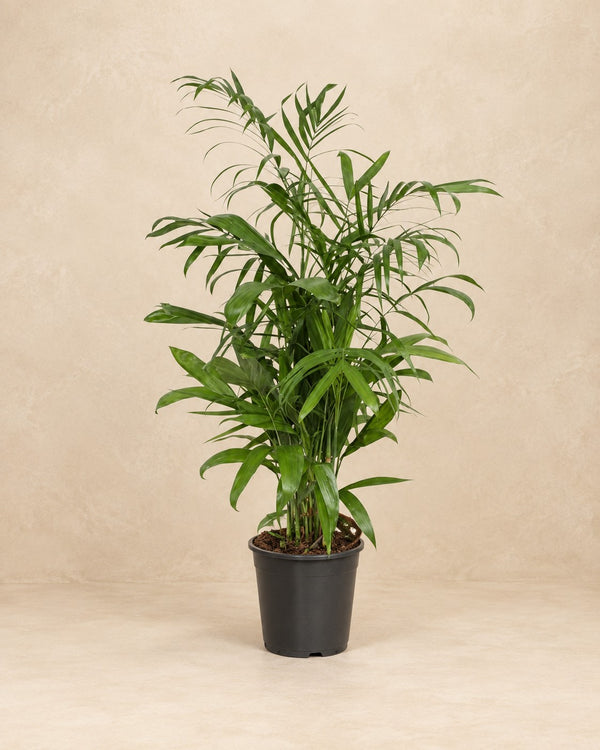Chamaedorea seifrizii (bambupalm) 140 cm hög, kruka ø27 cm