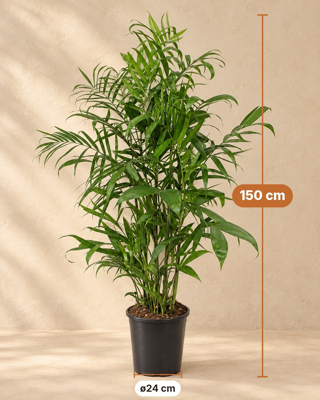Dimensions Chamaedorea Seifrizii : 150 cm de haut, pot ø24 cm
