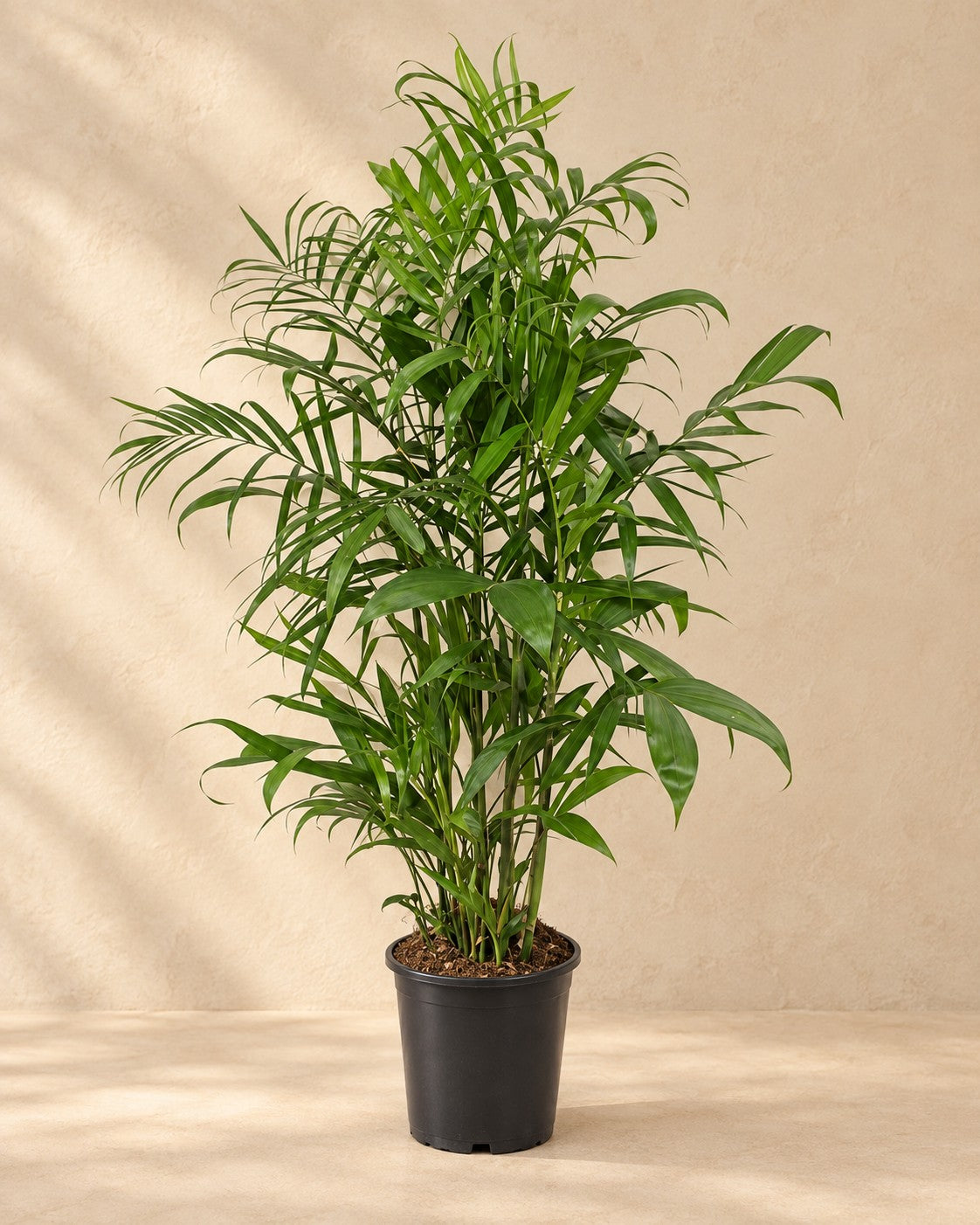 Chamaedorea seifrizii, 150 cm hög i en 24 cm odlingskruka