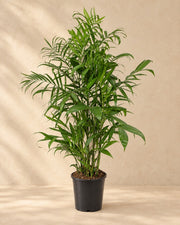 Chamaedorea Seifrizii, 150 cm de haut en pot de culture de 24 cm