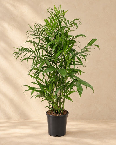 Chamaedorea Seifrizii, 150 cm de haut en pot de culture de 24 cm