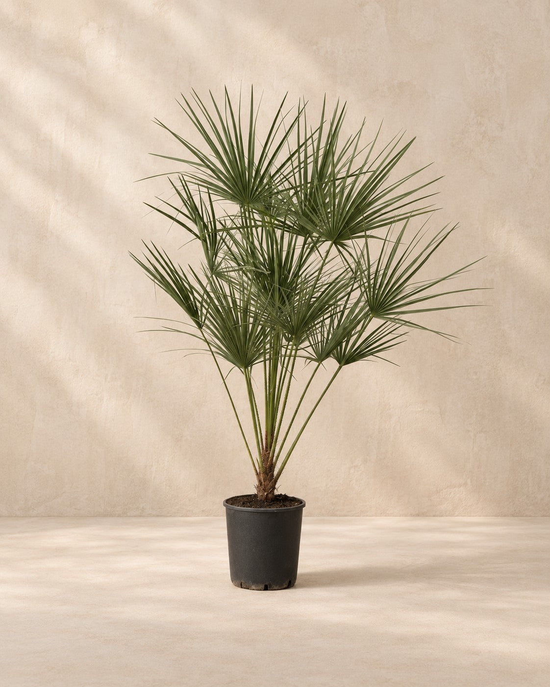 Chamaerops humilis van 160 cm hoog in kweekpot van 24 cm