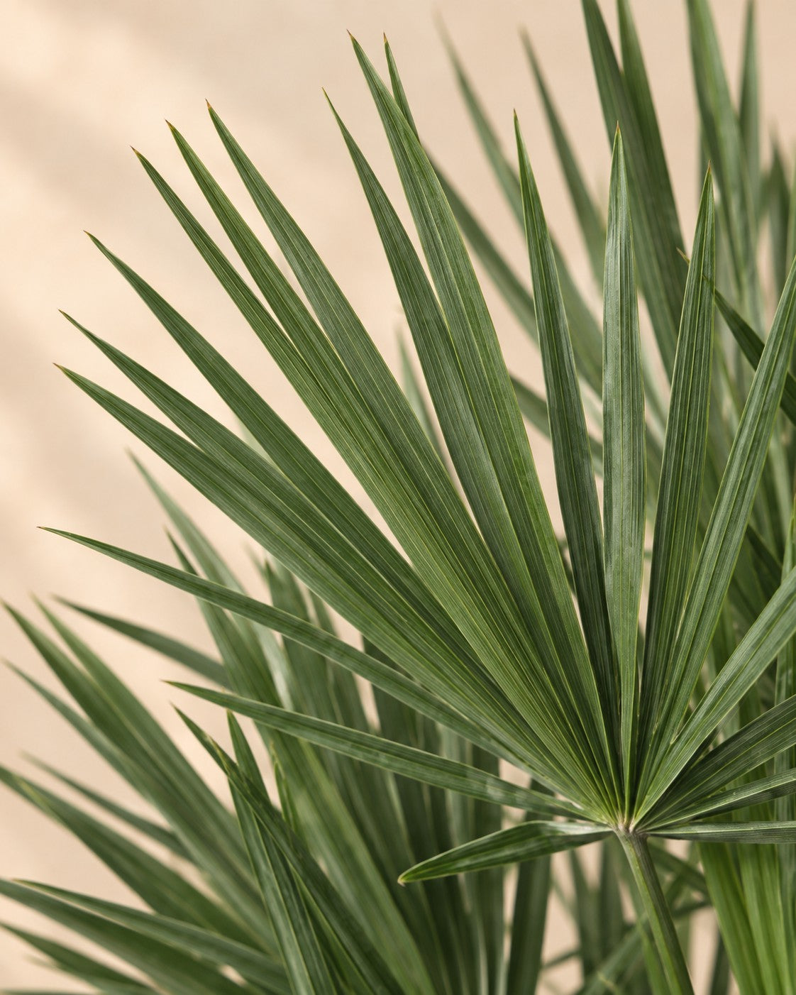 Primer plano de las hojas de Chamaerops humilis
