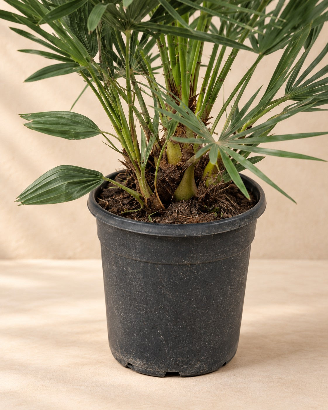 Parte inferior de Chamaerops humilis con su maceta de cultivo