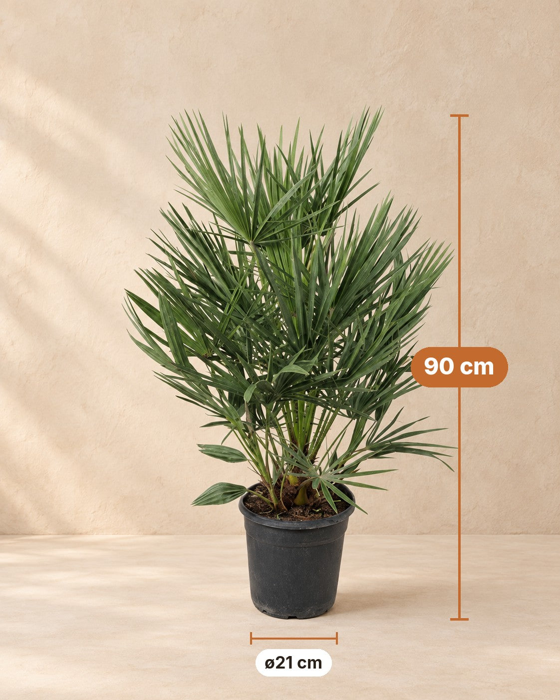 Medidas de Chamaerops humilis: 90 cm de altura, maceta ø21 cm