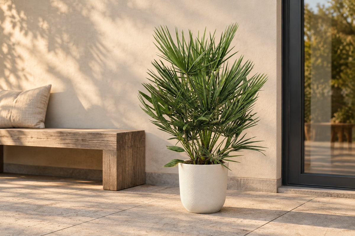 Chamaerops humilis, 90 cm, en macetero Elho Jazz Round wit en una terraza