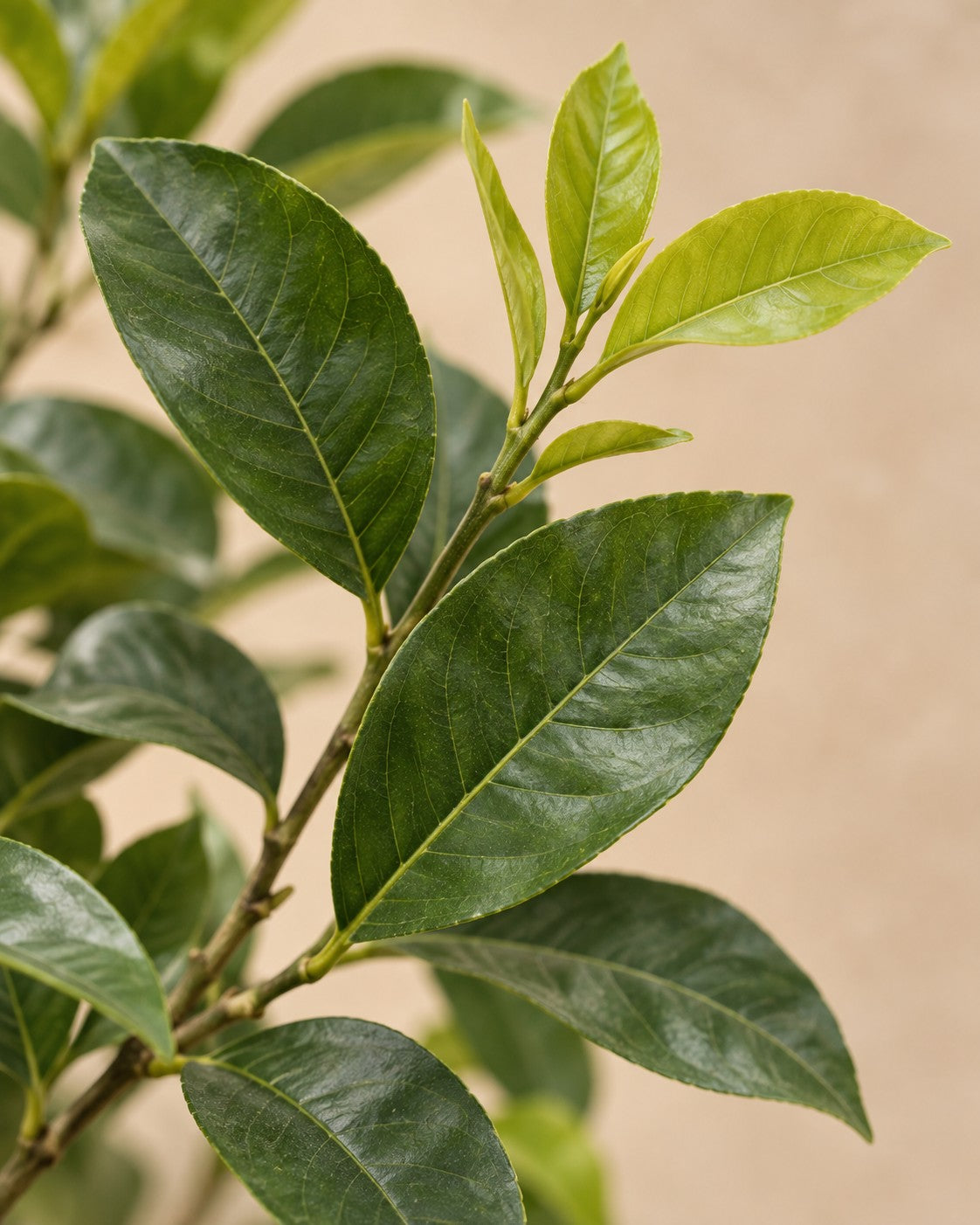 Primer plano de las hojas de Limonero (Citrus limon)