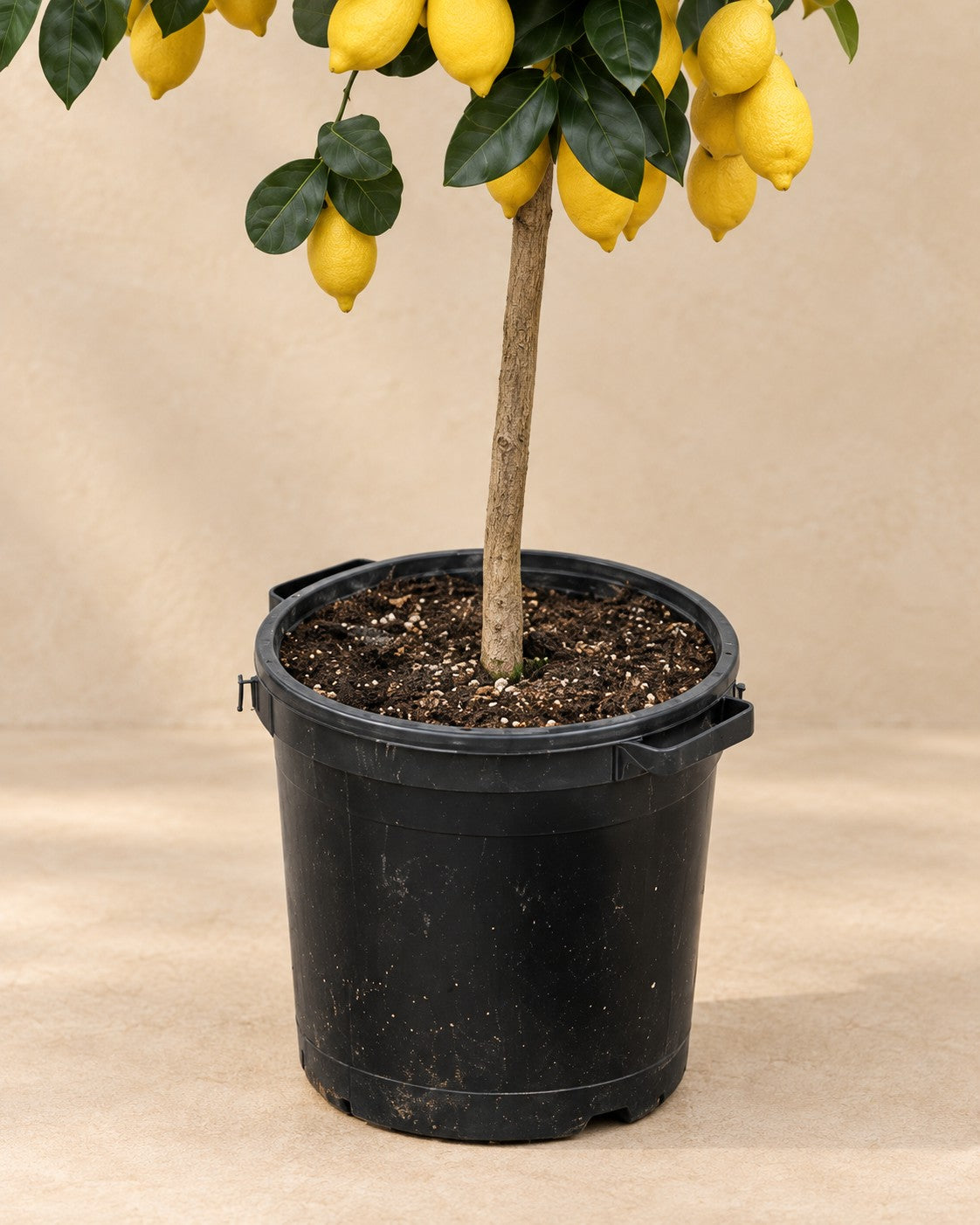 Dolna część Drzewo cytrynowe (Citrus limon) z doniczką uprawową
