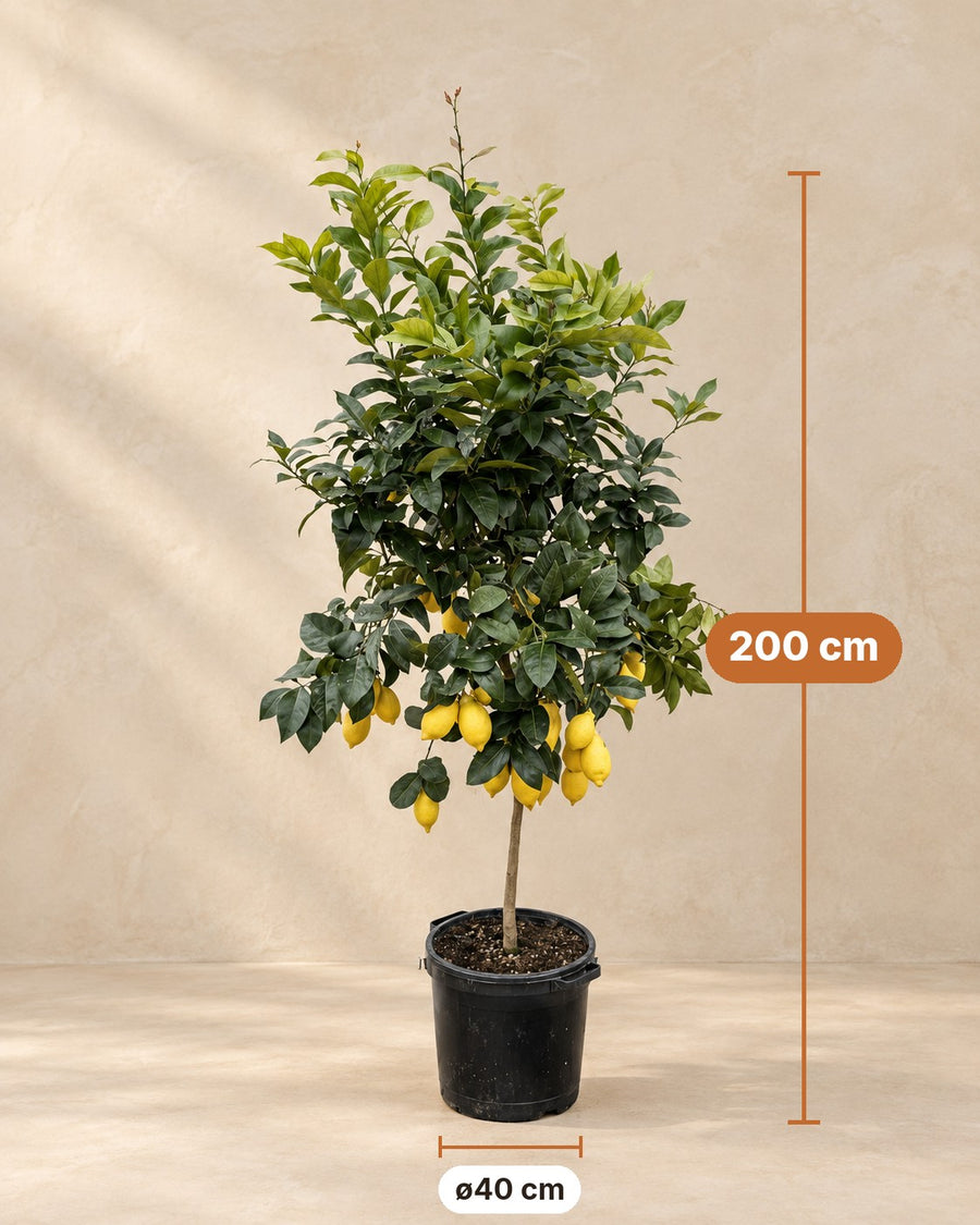Drzewo cytrynowe 200cm - ø40
