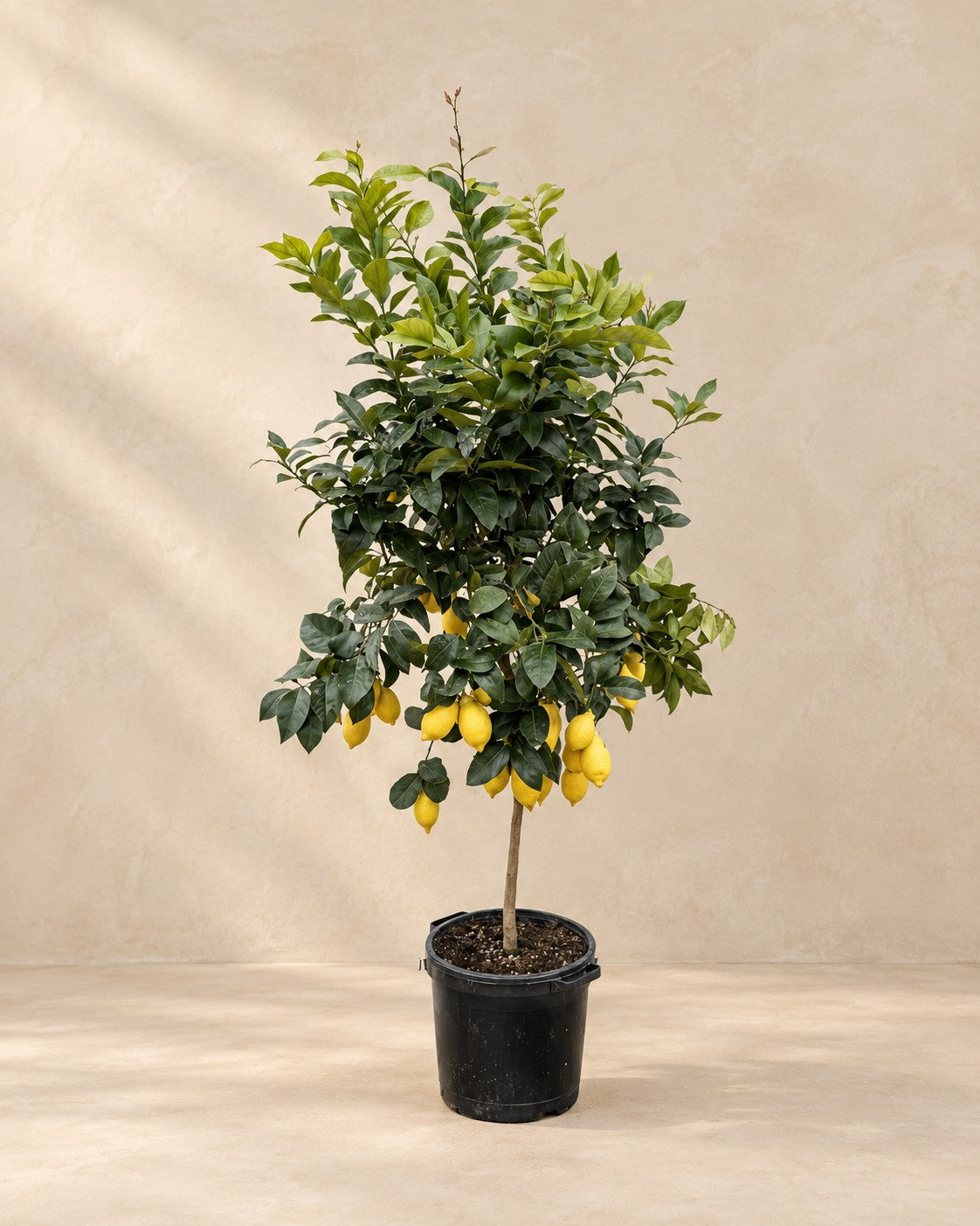 Limonero (Citrus limon), 200 cm de altura en maceta de cultivo de 40 cm
