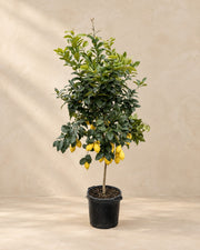 Drzewo cytrynowe (Citrus limon), wysokość 200 cm, w doniczce uprawowej 40 cm