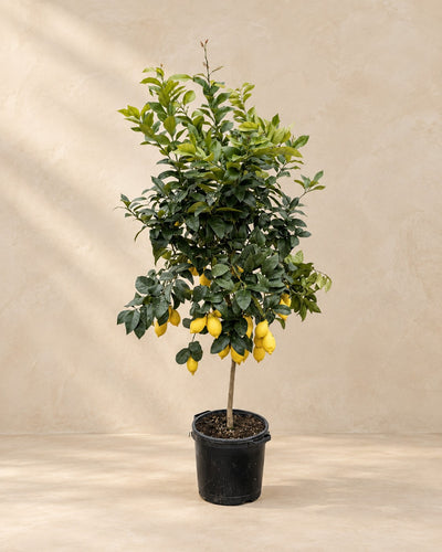 Drzewo cytrynowe (Citrus limon), wysokość 200 cm, w doniczce uprawowej 40 cm