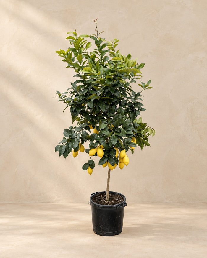 Drzewo cytrynowe (Citrus limon), wysokość 200 cm, w doniczce uprawowej 40 cm