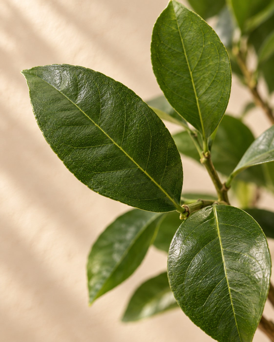 Primer plano de las hojas de Limonero (Citrus limon)